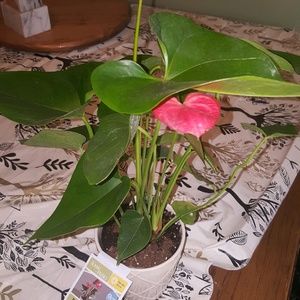 Meet your Posher, Michele